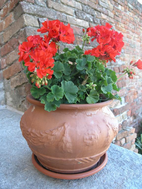 La Cantinetta Resort Mombello Monferrato Eksteriør bilde